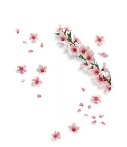 Pink Cherry Blossoms - pink - beautiful - Lossless PNG