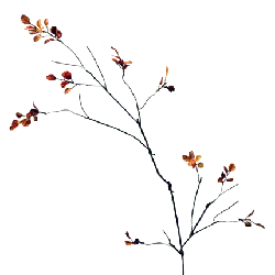 Autumn Leaves Branch - photography - PNG