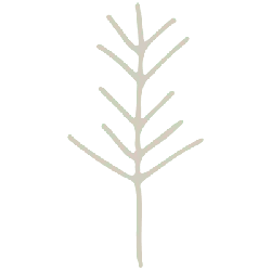Branch - simple - plant - Transparent Background PNG
