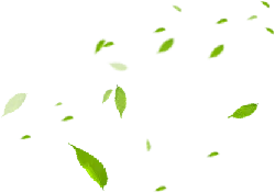 Leaves Falling - falling - No Background PNG