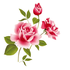 Rose - green leaves - rose - Free Download PNG