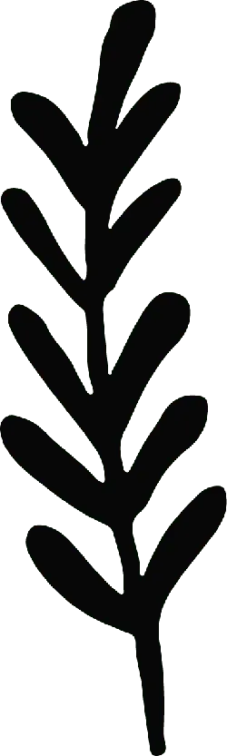 Pine Branch - ecology - No Background PNG