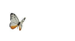 White Butterfly - Curated PNG