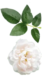 White Rose - green leaves - flower - High Resolution PNG