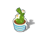 Cactus Plant - flowers - High Resolution PNG
