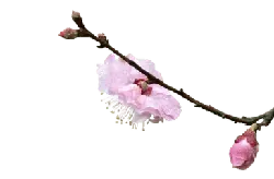 Peach Blossom - plant - branch - High Resolution PNG
