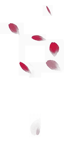 Red Petals - red - Popular Download PNG
