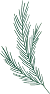 Pine Branch - green - branch - Transparent Layer PNG