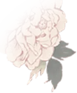 Peony - Curated PNG - pink