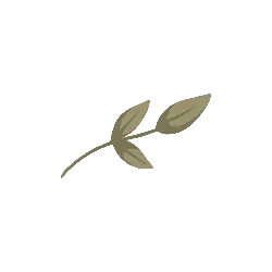 Clover - No Background PNG - Popular Download PNG