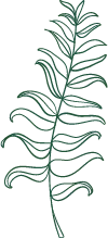 Fern - simple - No Background PNG