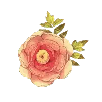 Peony - plant - rose - No Watermark PNG