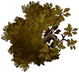 Autumn Tree - illustration - tree - Transparent Background PNG