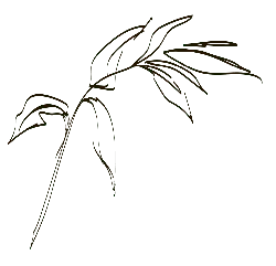 Bamboo - branch - growth - Transparent Layer PNG