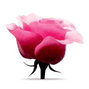 Pink Rose - Free PNG - Recommended PNG