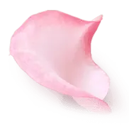 Petals - romantic - No Watermark PNG