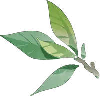 Leaf - growth - High Resolution PNG
