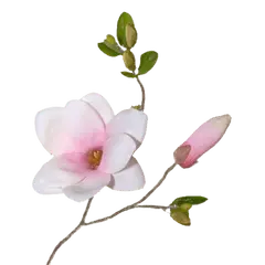 Magnolia - green leaves - white - No Background PNG