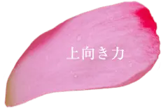 Petals - petal - plant - Transparent Background PNG
