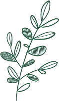 Green Plant Branch - line drawing - simple - PNG
