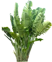 Banana Tree - green - Highly Rated PNG