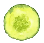 Cucumber - sliced - Free for Commercial Use PNG