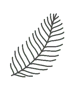 Pine Needle - simple - No Watermark PNG