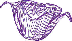 Purple Line Flower - line drawing - PNG