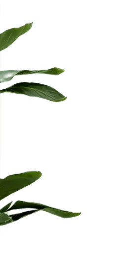 Green Leaves - High Resolution PNG - Designer Recommended PNG