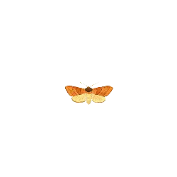 Erebus ephesperis - butterfly - High Resolution PNG