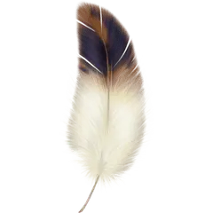 Feather - nature - PNG Images