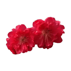 Peach Blossom - Popular Download PNG - No Background PNG
