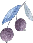 Cherry - purple - Free Download PNG
