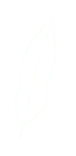 Leaf - Curated PNG - High Resolution PNG