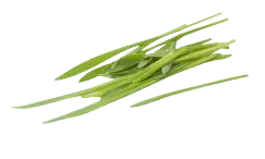 Cucumber Slices - slice - Lossless PNG