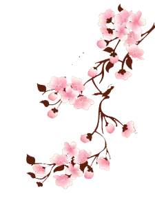 Cherry Blossom - High Resolution PNG - Free for Commercial Use PNG