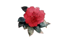 Camellia - red - No Watermark PNG