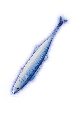 Herring - marine life - Free Download PNG