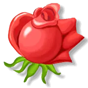 Rose - PNG - Curated PNG