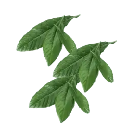 Clover - Designer Recommended PNG - nature