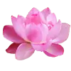 Lotus Flower - flower - Designer's Pick PNG