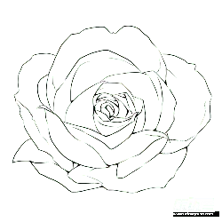 Rose - line art - High Download Count PNG