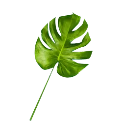 Monstera deliciosa - green - tropical - High Resolution PNG