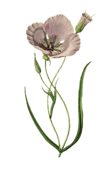 Papaver - papaver - pink - Transparent Layer PNG
