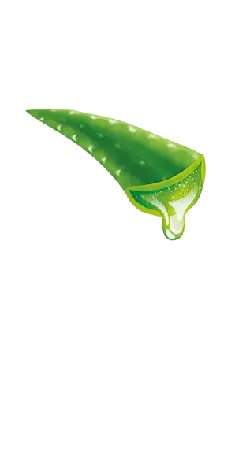 Aloe Vera Leaf - PNG Images