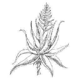 Aloe vera - art - High Resolution PNG