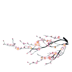 Plum Blossom - Highly Rated PNG