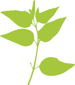 Plant Branch and Leaves - green - Transparent Layer PNG
