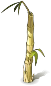 Bamboo - endure - nature - No Background PNG