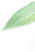 Leaf - Popular Download PNG